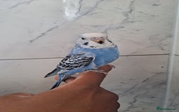 Budgerigars birds for sale: Silly hand tamed baby budgies for sale  - Image 4