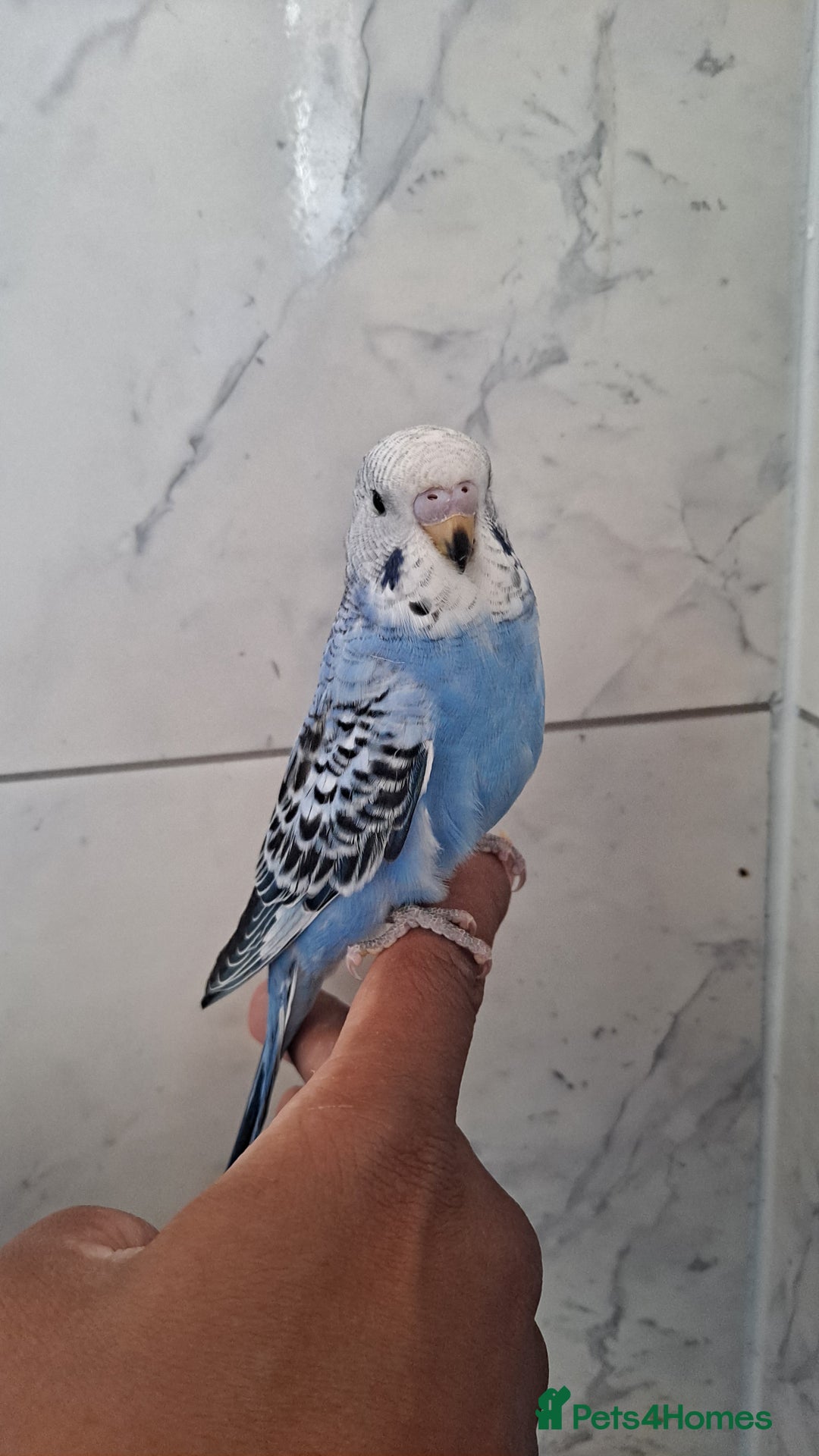 Budgerigars birds for sale: Silly hand tamed baby budgies for sale  - Image 4