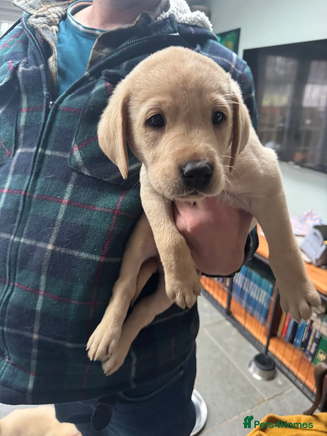 Labrador Retriever dogs for sale: KC Labrador Puppies from top line - Advert 5