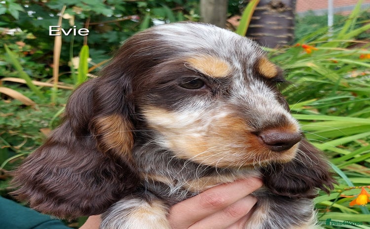 Cocker Spaniel dogs for sale - Advert 2