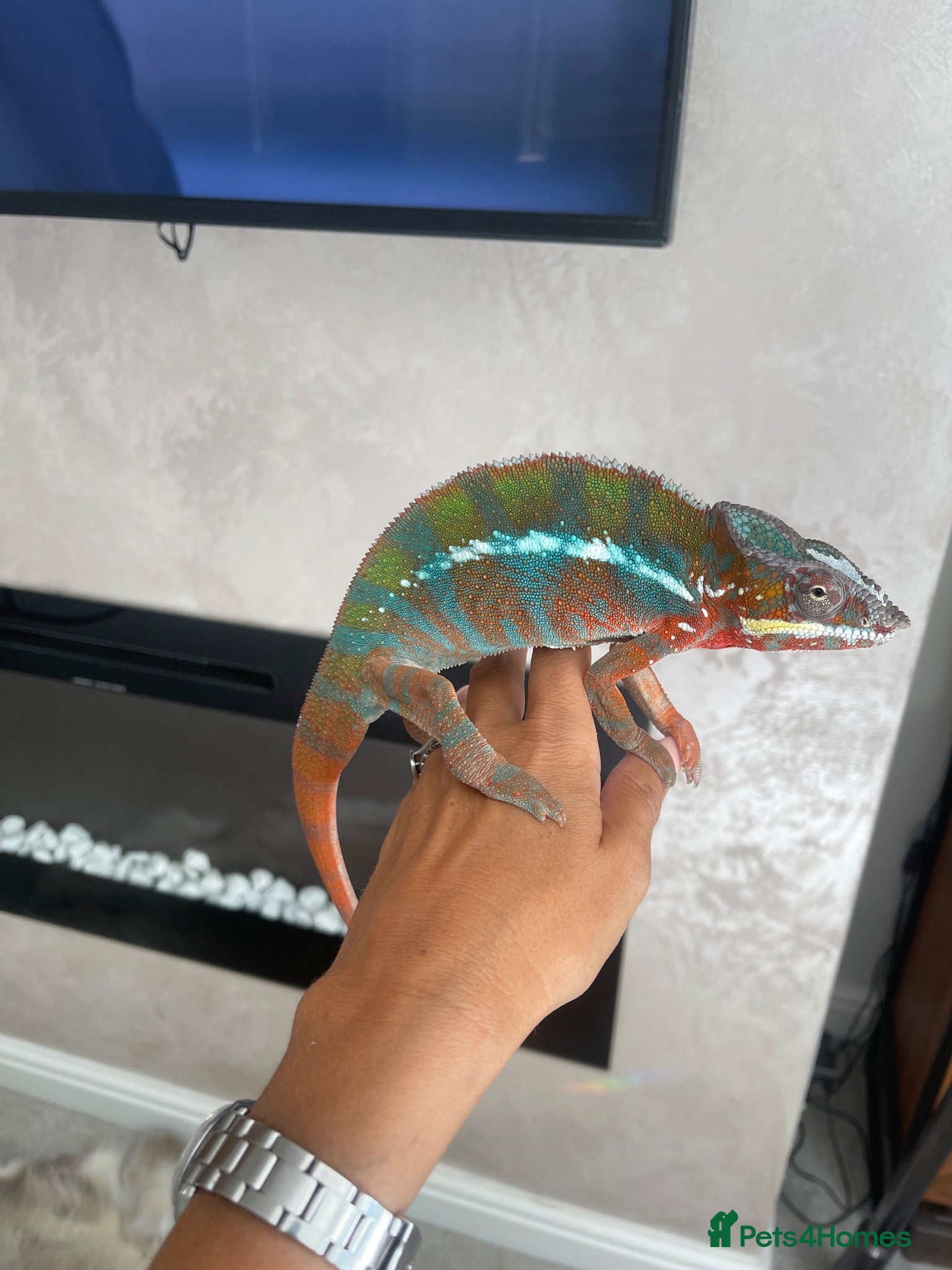 Chameleon reptiles Male adult panther chameleon - Advert 3