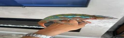 Chameleon reptiles for sale: Male adult panther chameleon in Otley - Advert 1