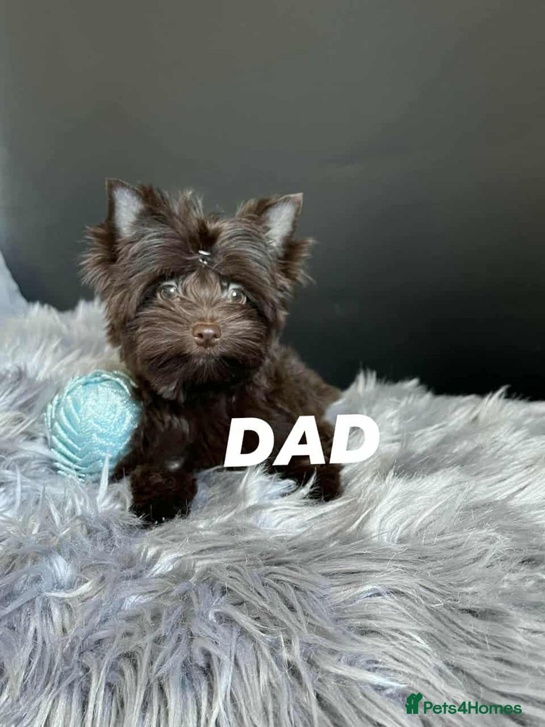 Yorkshire Terrier dogs for sale: Chocolatemerle Yorkie Boy left  - Image 13