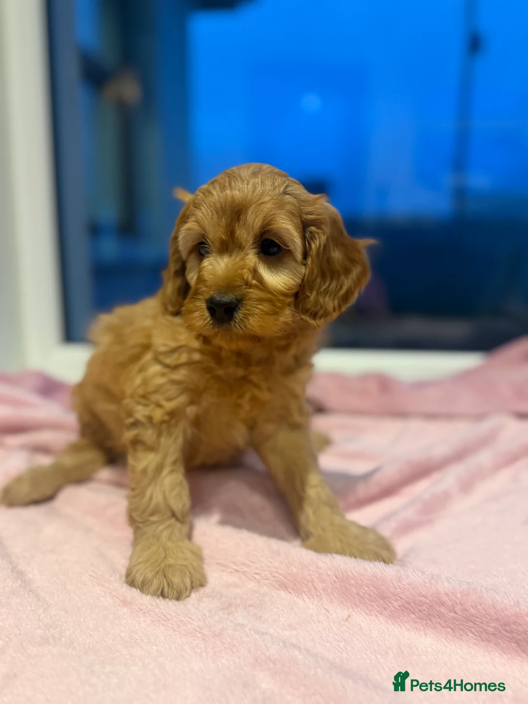Cavapoo dogs for sale: Cavapoo puppies  in Cookstown - Advert 5