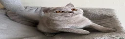British Shorthair cats for sale: 🏆GCCF Active Registered Lilac Girl🏆 in Aldershot - Advert 1