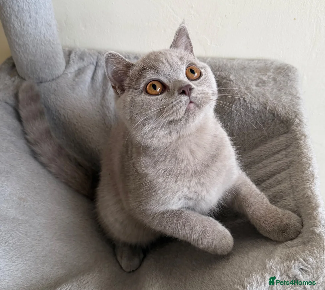 British Shorthair cats for sale: 🏆GCCF Active Registered Lilac Girl🏆 in Aldershot - Advert 1