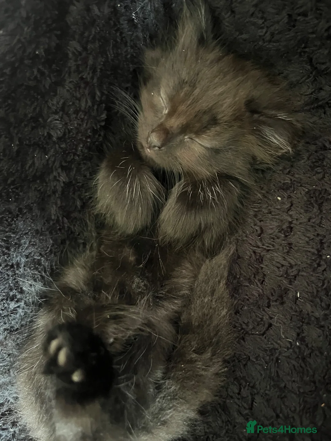 Mixed Breed cats for sale: 1 boy ready for his furever home in Crowborough - Advert 2
