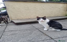 Domestic Shorthair cats for sale: Male cheeky cat - Image 3
