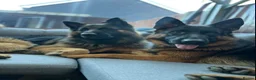 German Shepherd dogs for sale: Gorgeous German shepherd puppies  - Advert 13