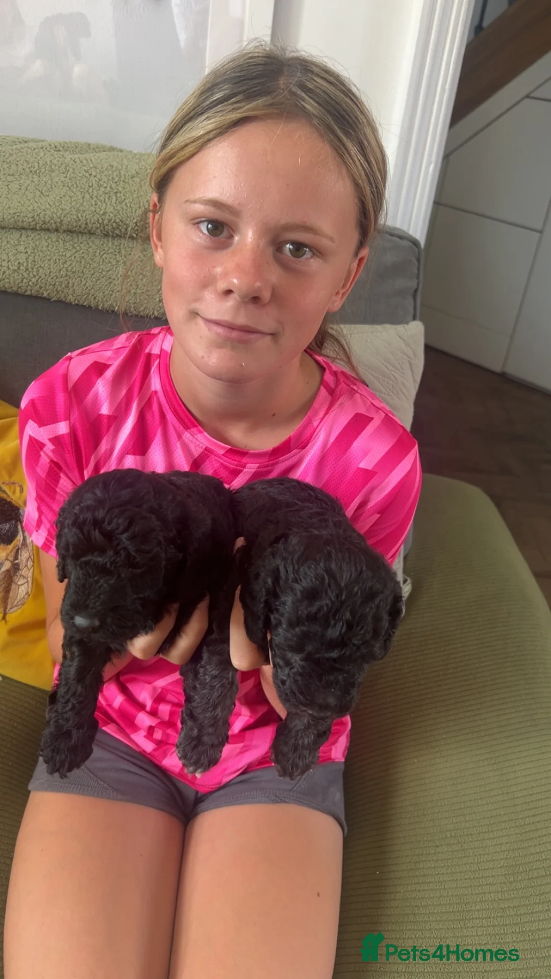 Mixed Breed dogs for sale: Bed-doodles/ Bedipoos  in Pontefract - Advert 11