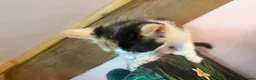 Mixed Breed cats for sale: Stunning polydactyl kittens - Advert 10