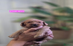 Cockapoo dogs for sale: Cockapoo Puppies Extensive Health Tested - Image 4