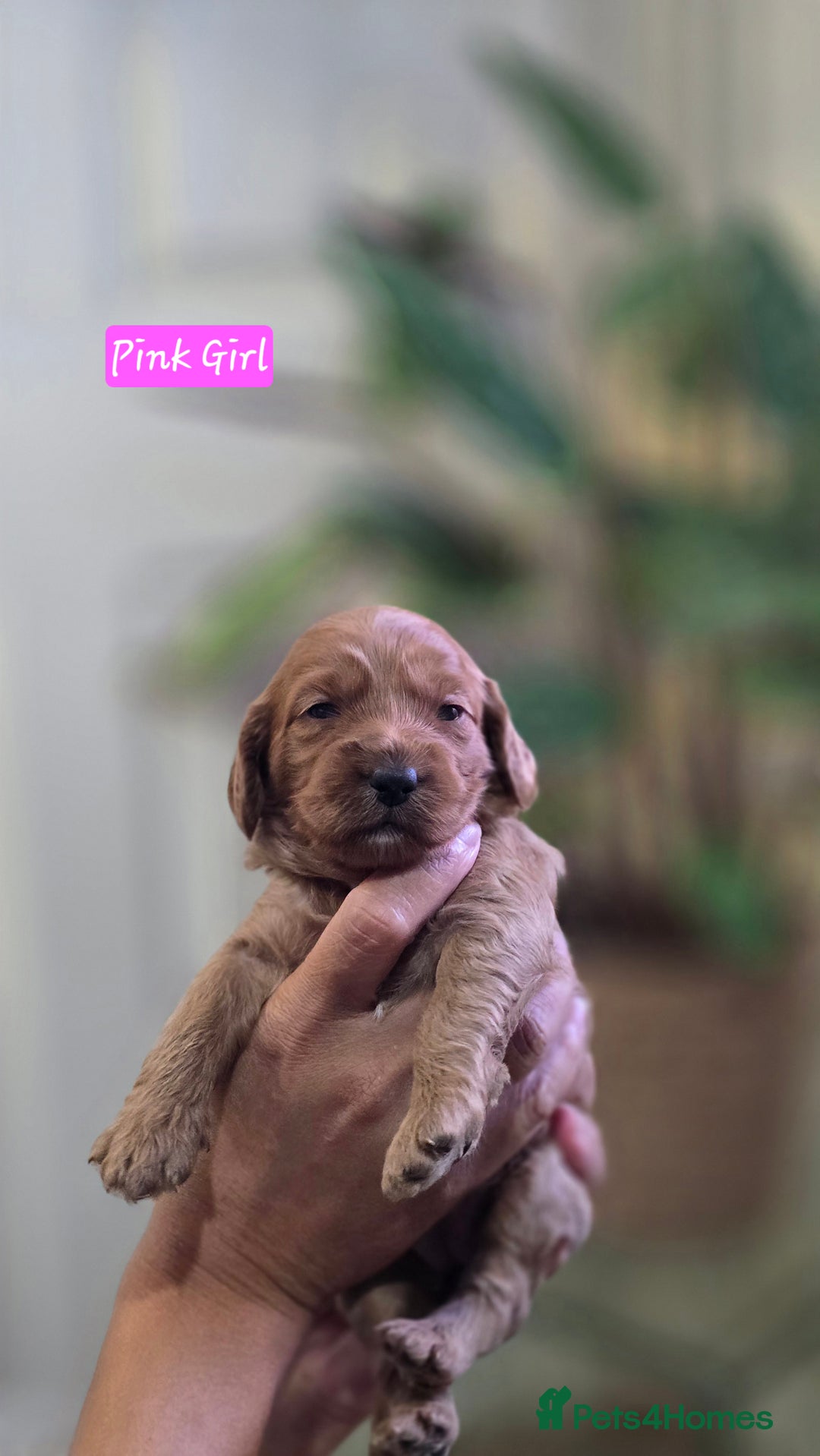 Cockapoo dogs for sale: Cockapoo Puppies Extensive Health Tested - Image 4
