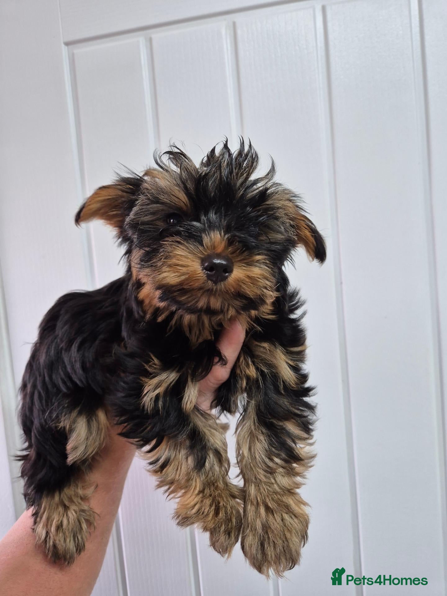 Yorkshire Terrier dogs 🐾 Beautiful Yorkshire Terrier Girls - Advert 2