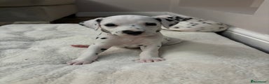 Dalmatian Puppy 1