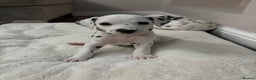 Dalmatian dogs for sale: Dalmatian puppies - Advert 2