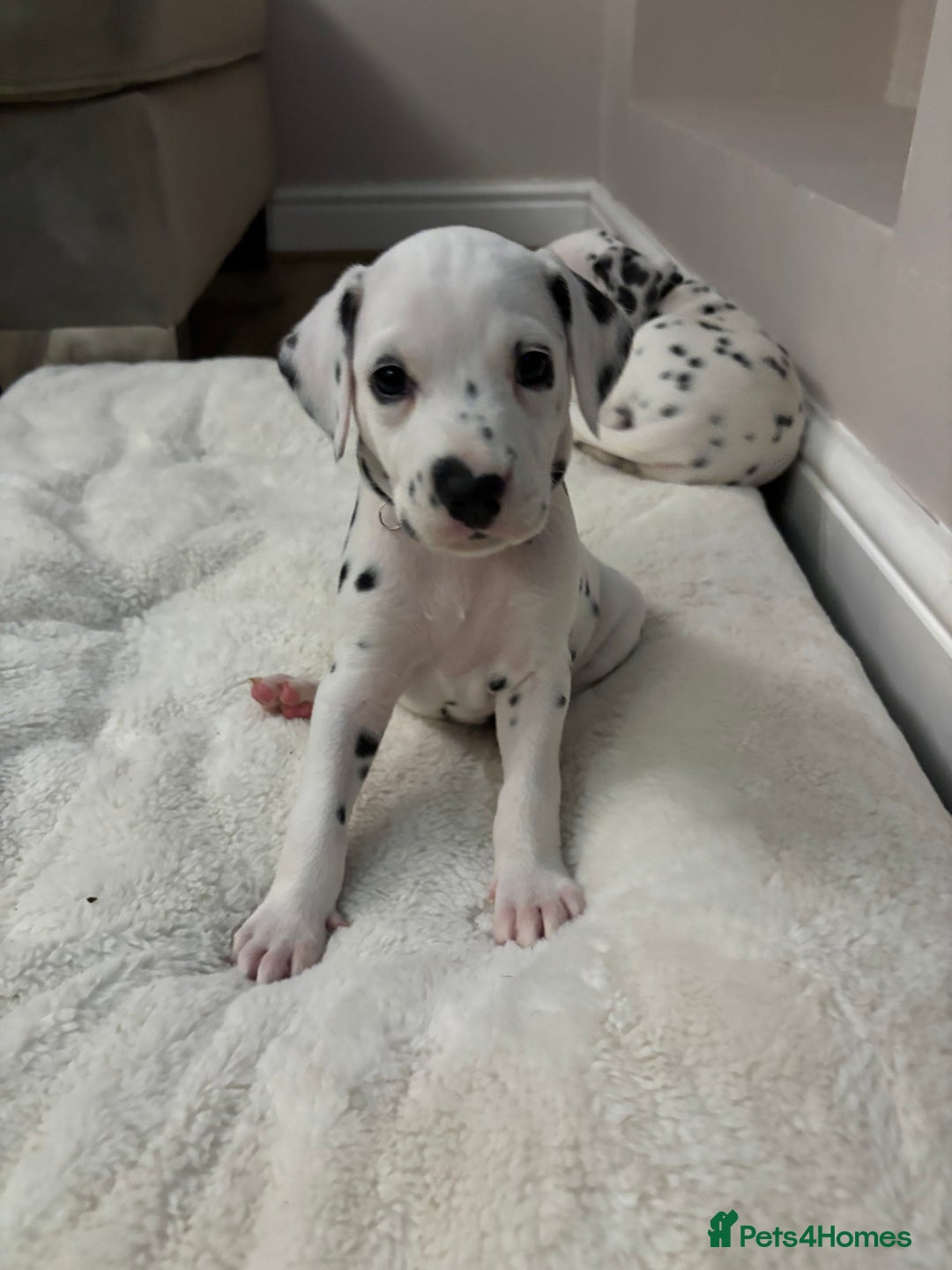 Dalmatian dogs for sale: Dalmatian puppies - Advert 2