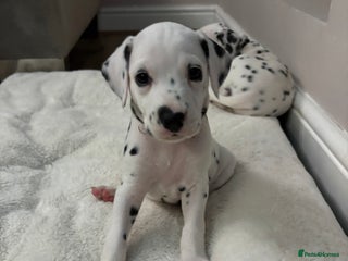 Dalmatian dogs 2 x Dalmatian puppies Male - Advert 9
