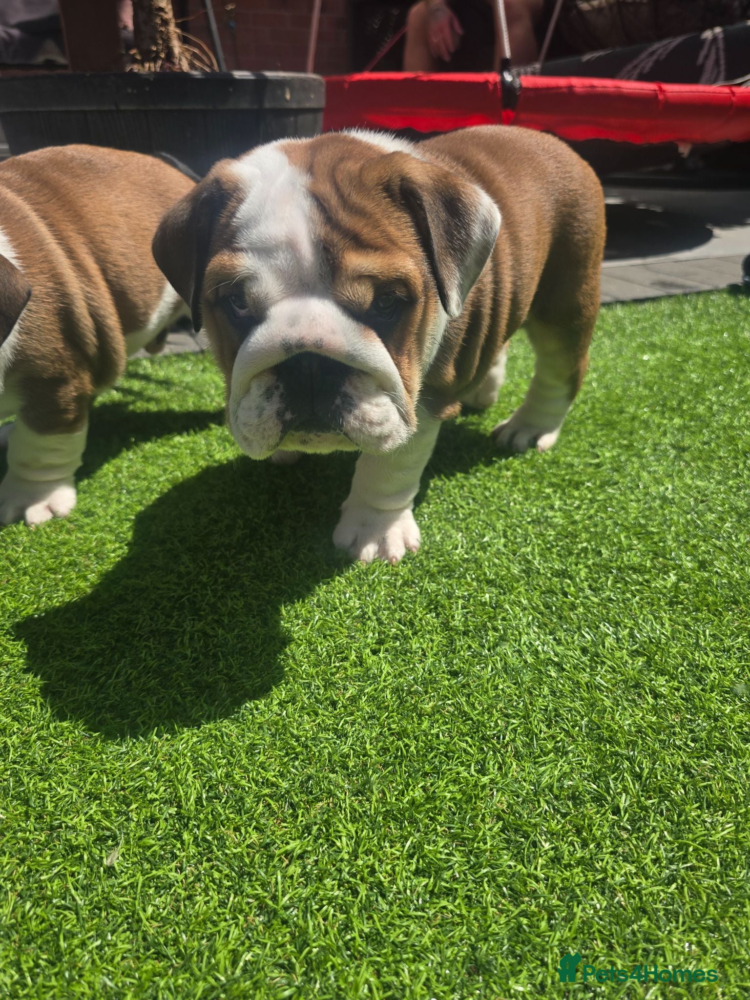 English Bulldog dogs 🐾 Last girl available  ready Thursday 🥰 - Advert 15