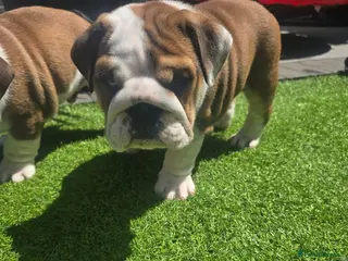 English Bulldog dogs 🐾 Last girl available ready Thursday 🥰 - Advert 15