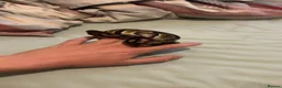 Python Snake reptiles for sale: Ball python with 4x2x2 viv in Hartlepool - Advert 4