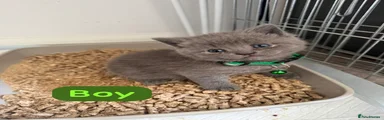 British Shorthair Kitten 2