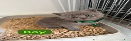 British Shorthair cats for sale: British Shorthair Kittens in Croydon - Advert 10