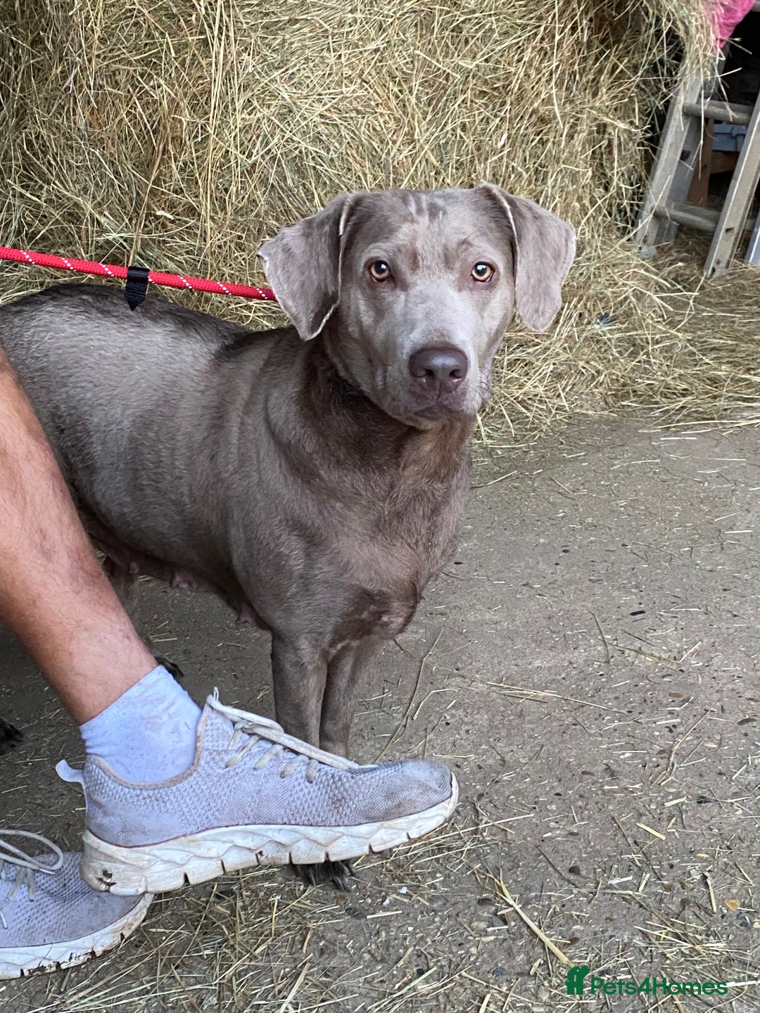 Gallery Image {{count}}