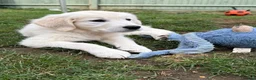 Golden Retriever dogs for stud: Health test golden retriever stud in Worksop - Advert 7