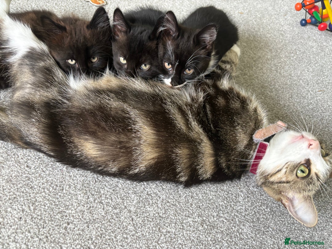 Domestic Shorthair cats for sale: Black and white girl - ready for collection - Image 3