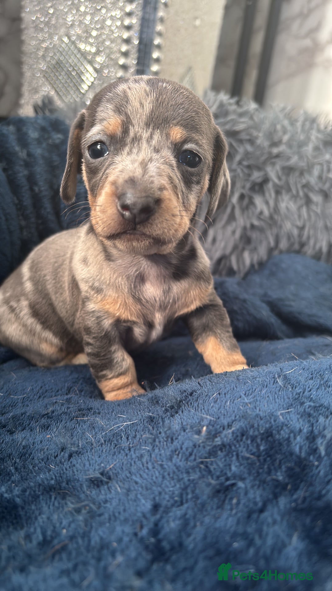 Dachshund dogs for sale: 7 beautiful dachshund baby’s  - Image 17