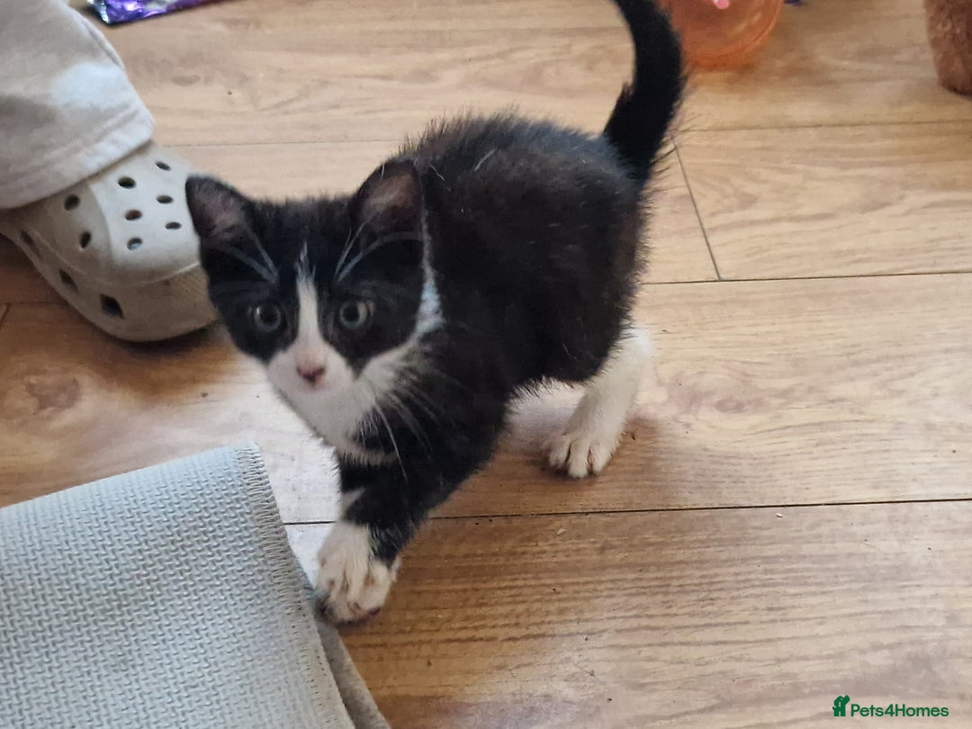 Mixed Breed cats for sale: ready to go - Image 27