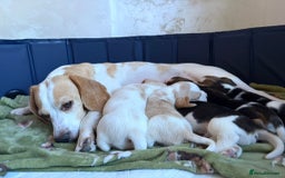 Beagle dogs for sale: Adorable Puppies - Advert 2