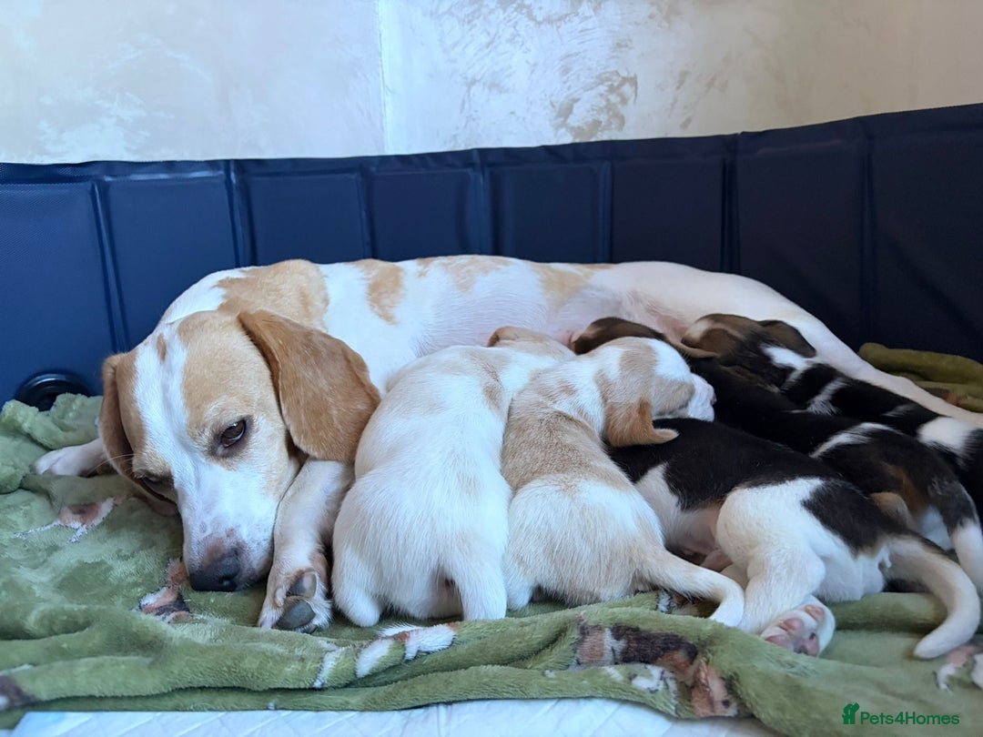 Beagle dogs for sale: Adorable Puppies - Advert 2