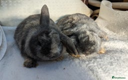 Guinea Pig rodents for sale: Guinea pigs and rabbits  - Advert 2