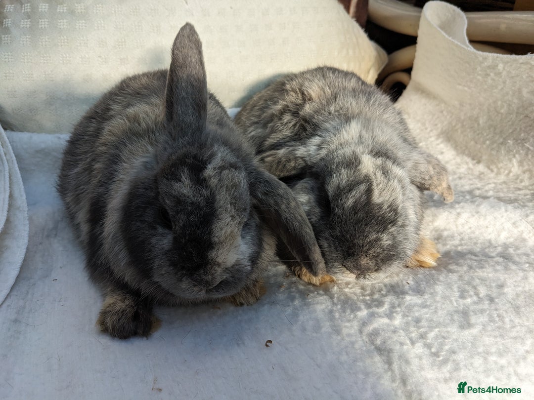 Guinea Pig rodents for sale: Guinea pigs and rabbits  - Advert 2