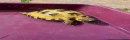 Tortoise reptiles for sale: Horsefield tortoise and setup in Wigan - Advert 2