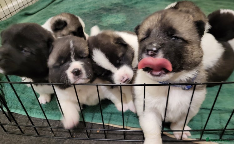 Akita dogs - Advert 7