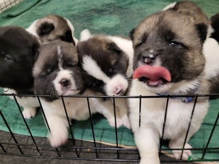 Akita dogs - Advert 2