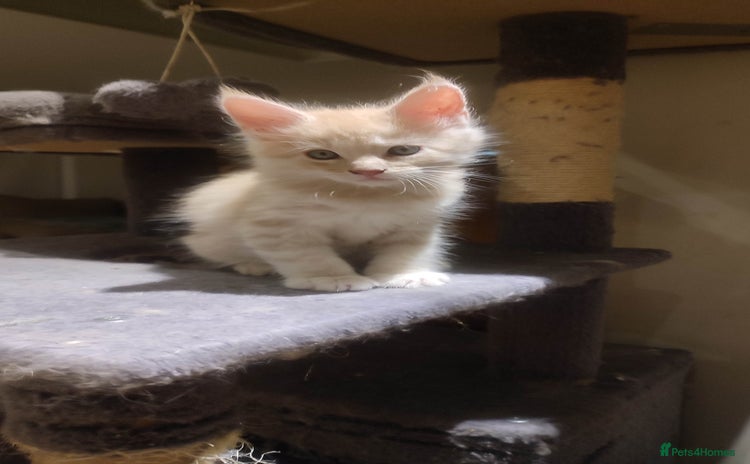 Maine Coon cats - Advert 1