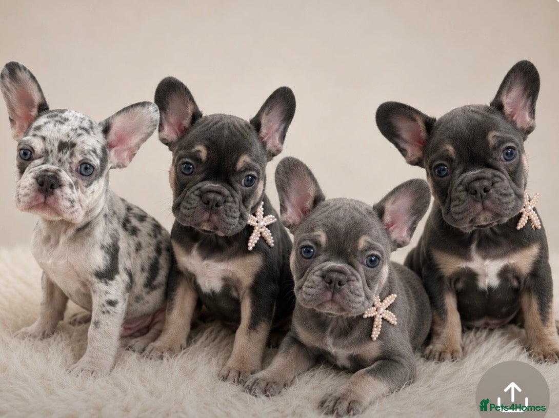 French Bulldog dogs READY TO LEAVE french bulldog puppies - Advert 1
