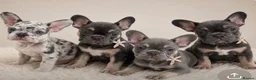 French Bulldog dogs for sale: Ready Now french bulldog puppies - Advert 2