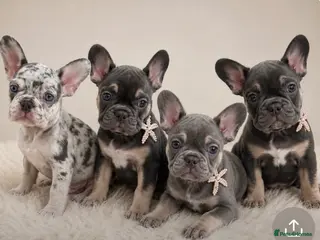 French Bulldog dogs READY TO LEAVE french bulldog puppies - Advert 1