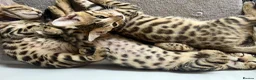 Bengal cats for sale: Stunning full pedigree registered bengal kittens  - Advert 26