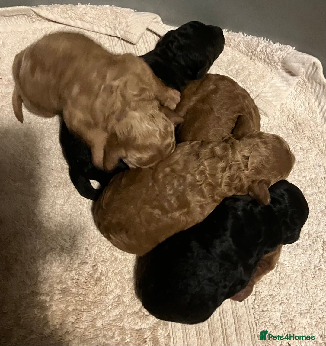 Cockapoo dogs for sale: COCKAPOO PUPPIES RED & BLACK in CAMBRIDGESHIRE  - Advert 13