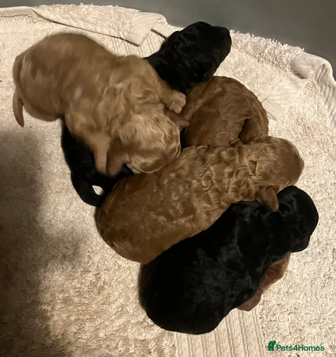 Cockapoo dogs for sale: COCKAPOO PUPPIES RED & BLACK in CAMBRIDGESHIRE  - Advert 16