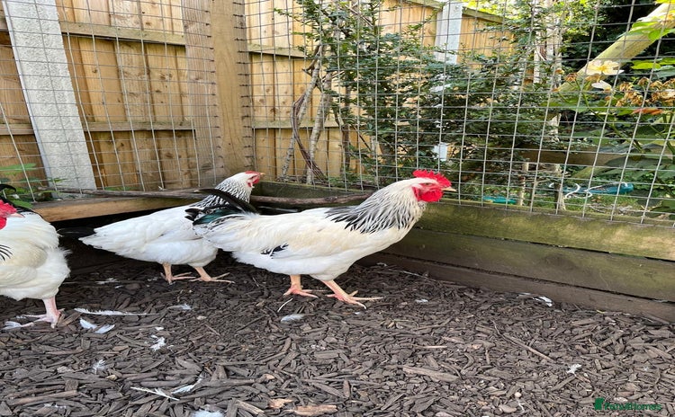 Chickens poultry - Advert 3