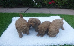 Toy Poodle dogs for sale: Gorgeous Toy Poodles - Image 1