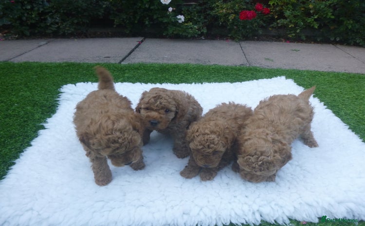 Toy Poodle dogs - Advert 1