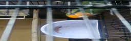 Lovebirds birds for sale: Single Female Lovebird in London - Advert 10